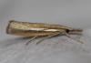 Agriphila selasella